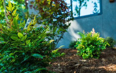 Outdoor Lawn and Landscape