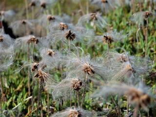 Icelandic flora