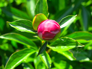 red peony bud begins to bloom in the garden