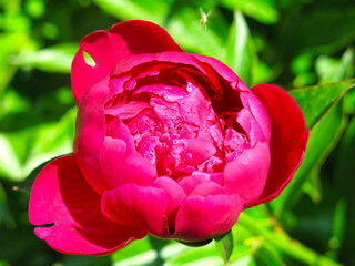 red peony bud begins to bloom in the garden