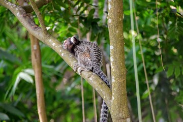 Mico/Sagui (Callithrix)