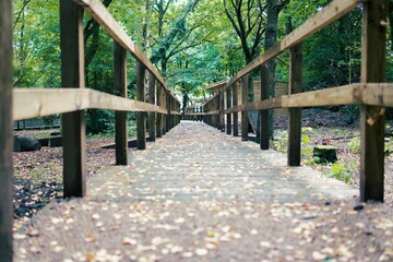 wooden bridge in the forest