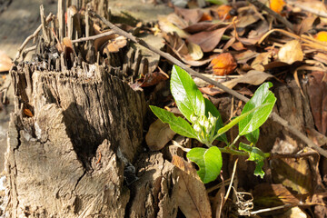 Brote de un árbol de Níspero, renaciendo de entre el tronco seco y hojas secas