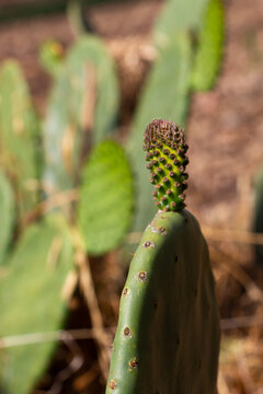 Brotes tiernos y verdes de Nopal, Cactus