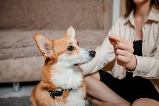 Attractive Girl Hug And Play With Corgi Dog At Home. Welsh Corgi Pembroke With His Owner Woman On The Floor At Living Room