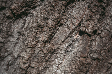 Textura madera