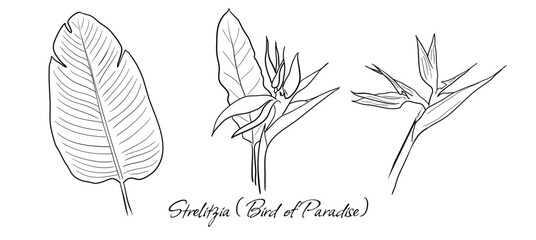 Set of vector handdrawn Strelitzia (Bird of Paradise Flower/Plant) leaves and flowers on white background.