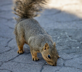 A fox squirrel foraging at a park.