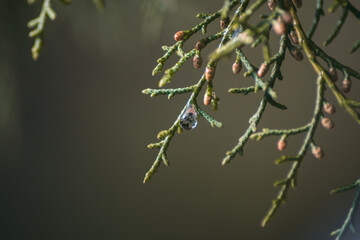Gota