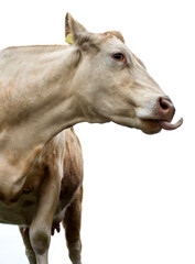 Obraz na płótnie Canvas Cow on a white background!