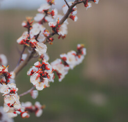 Beautiful floral spring abstract background of nature. Branches of blossoming apricot macro with soft focus on gentle light blue sky background