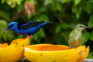 The red-legged honeycreeper (Cyanerpes cyaneus) is a small songbird species in the tanager family (Thraupidae). It is found in Atlantic Forest, Brazil.	