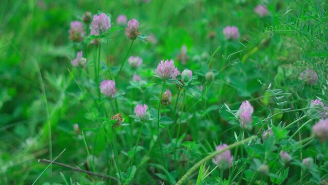 Red clover or Trifolium pratense inflorescence, close up. Purple meadow trefoil. Selective focus