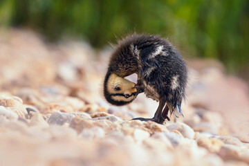 Obraz premium Cute little duckling cleaning itself after morning swim in a lake. Wet feather, cute look, stone shore, greenery. Spring nature shot.
