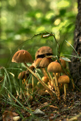 wild psychedelic mushrooms in the forest