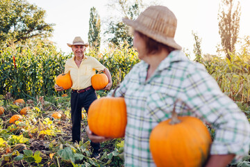Family couple of retired farmers pick pumpkins in autumn field at sunset. Workers harvest vegetables in garden.