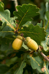 acorns on the oak tree