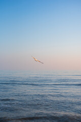 A seagull flies above a calm sea