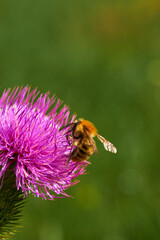 bee pollinating a flower