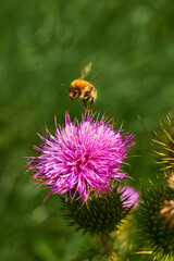 bumblebee landing on a flower