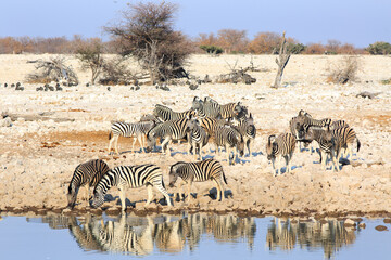 Large herd of Zebra at a waterhole, with nice reflection of the zebras drinking, Etosha National Park, Namibia