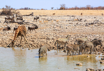Obraz na płótnie Canvas African waterhole with giraffe and zebra drinking, while wildebeest walk in the background, Etosha National Park, Namibia, Southern Africa