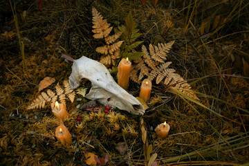 candles and animal skull on dark natural forest background. magical esoteric ritual. symbol of samhain sabbat, Halloween. Mysticism, occultism, Witchcraft concept. wiccan magic practice - obrazy, fototapety, plakaty
