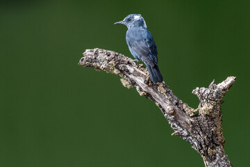 A Blue Rock Thrush (Monticola solitarius) standing on a rock in Monfrague National Park.