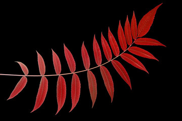 branch with leaves on a black background. vegetation and botany