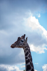 Obraz premium giraffe in the sky