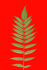 branch with leaves on a red background. vegetation and botany