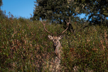 A red deer stag behind bushes during rutting season in Monfrague National Park. In the rutting season deer stags compete roaring, bellowing and fight clashing antlers to attract as many hinds