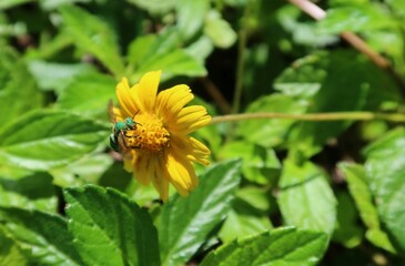 Agapostemon green bee on a yellow flower in Florida nature