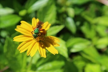 Agapostemon green bee on yellow flower in Florida nature, closeup