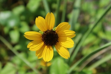 Beautiful yellow dunes sunflower on natural green leaves background