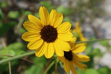 Beautiful dunes sunflower on Florida beach, closeup