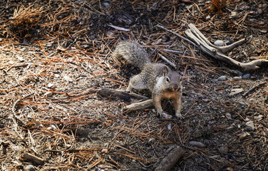 Ardilla tipica americana en el parque yosemite