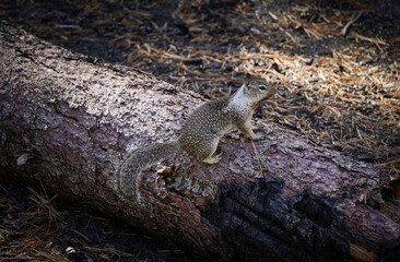 Ardilla tipica americana en el parque yosemite