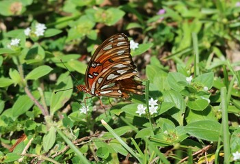 Gulf fritillary butterfly on a flowers, closeup