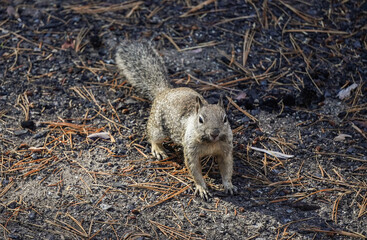 Ardilla tipica americana en el parque yosemite