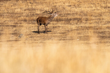 A red deer stag roars during rutting season in Monfrague National Park. In the rutting season red...