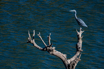 A Grey Heron (Ardea cinerea) perched on a branch in a river in Monfrague National Park.