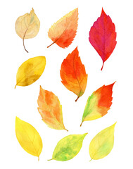 Naklejka premium watercolor fall arrangement of leaves, isolated on transparent background