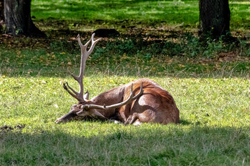 European red deer (Cervus elaphus) in Bialowieza Forest, Poland
