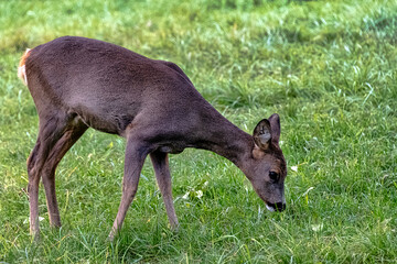 Western roe deer (Capreolus capreolus), also known as European roe in Bialowieza Forest, Poland