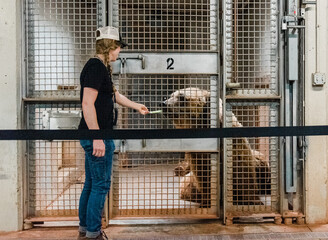 Woman zoo keeper feeds a grizzly bear in a cage a piece of celery at the zoo