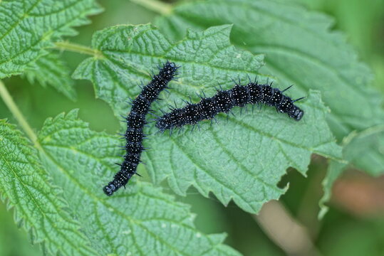 two small black caterpillars on a green leaf of a nettle plant in nature