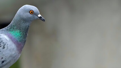 speed racing pigeon bird, Rock dove or common pigeon bird