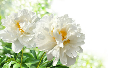 Two large white peonies on a blurry garden background.