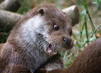 Eurasian otter in action in the wild..